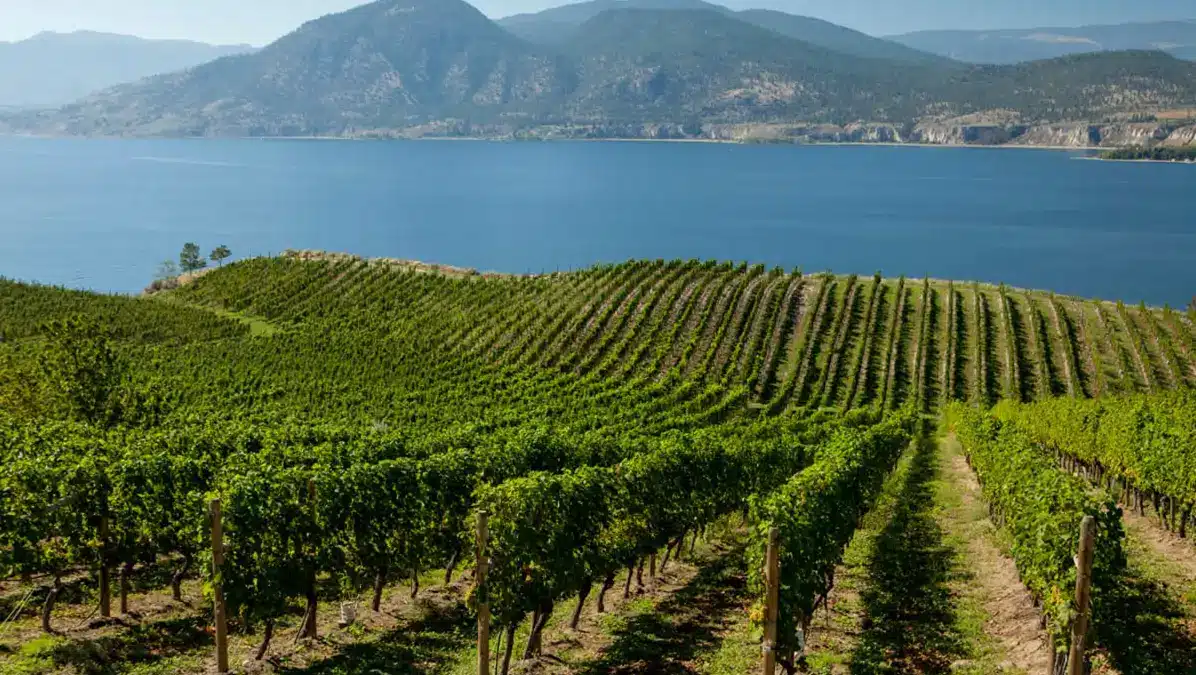 Discovering the Naramata Bench wine region near Penticton