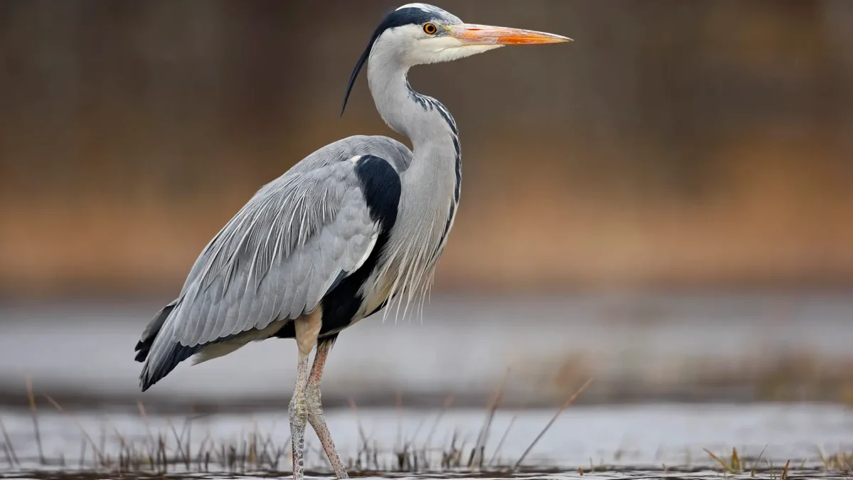 Penticton Bird Watching