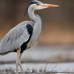 Penticton Bird Watching