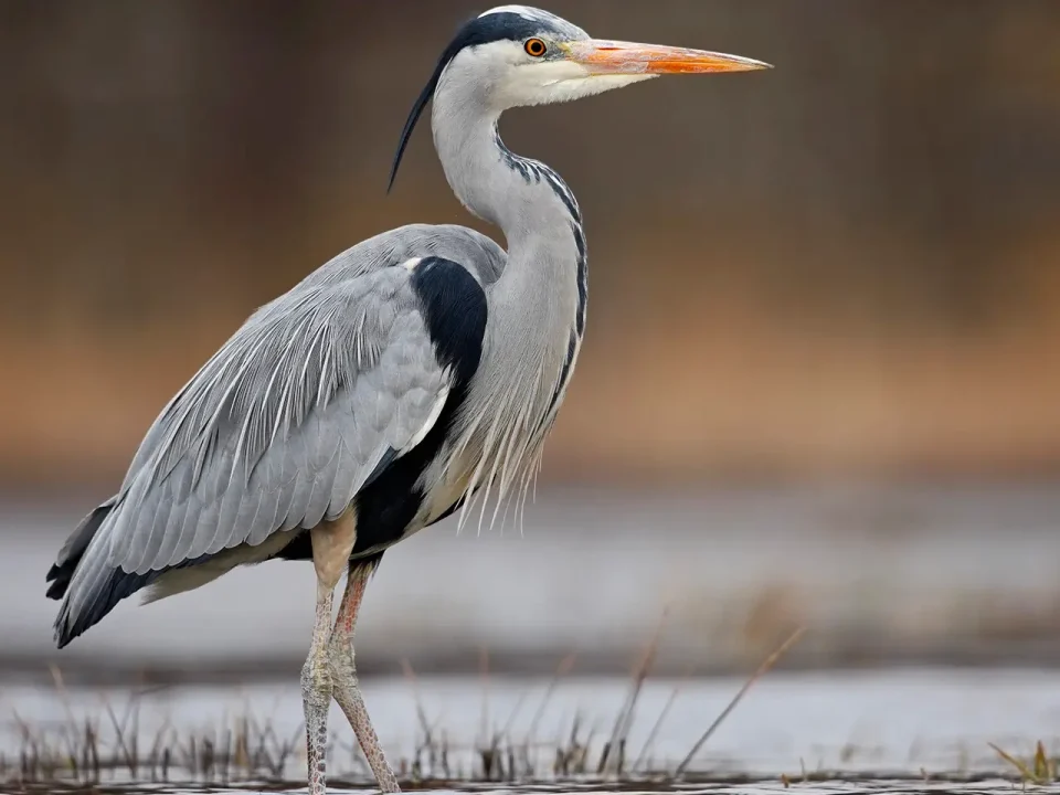 Penticton Bird Watching