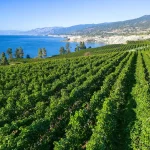 Penticton’s Best Wineries